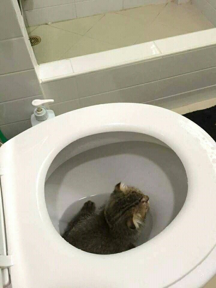 a cat that is sitting inside of a toilet