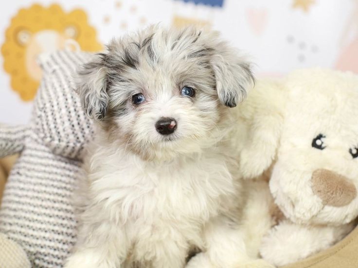 a small white dog sitting next to a stuffed animal