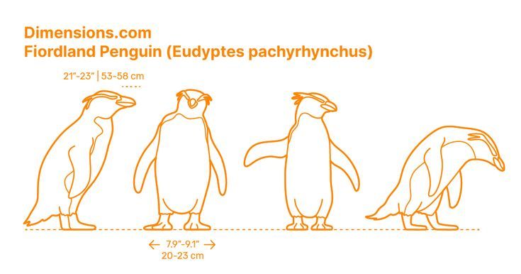 three penguins are shown in orange and white, with the height of each penguin's body