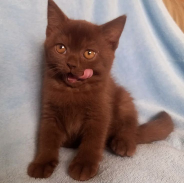 a small brown kitten sitting on top of a blue blanket with its tongue hanging out