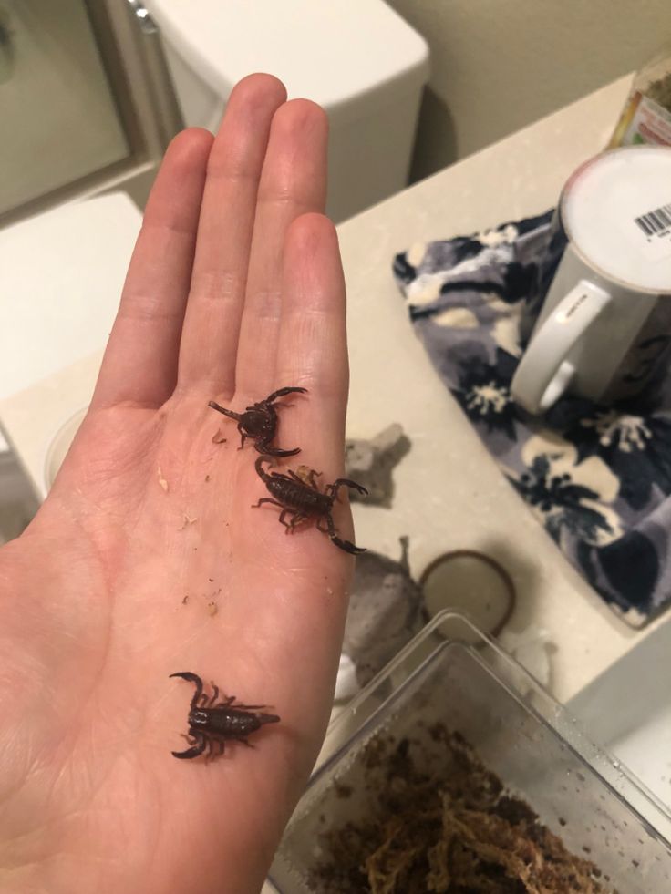 a person holding their hand up with some bugs on it