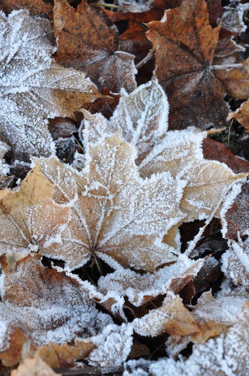 frost covered leaves on the ground