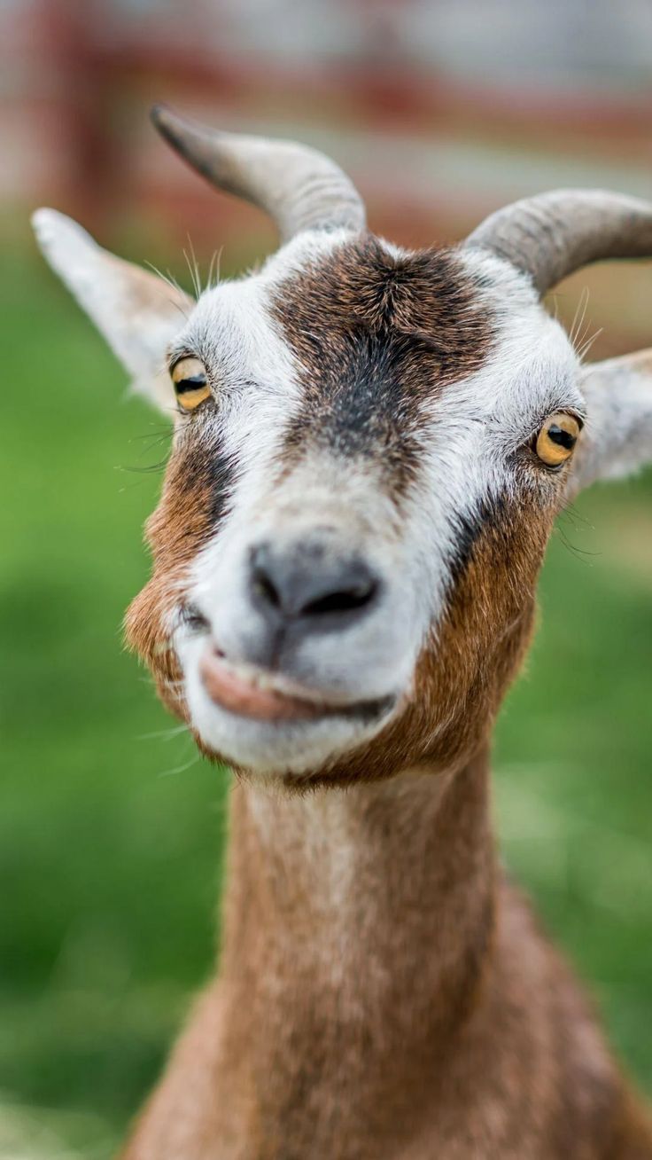 a goat with very long horns standing in the grass looking at the camera and smiling