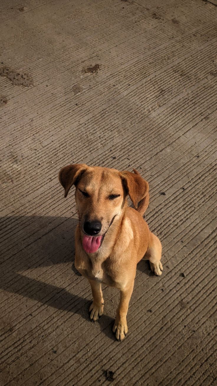 a dog sitting on the ground with its tongue hanging out