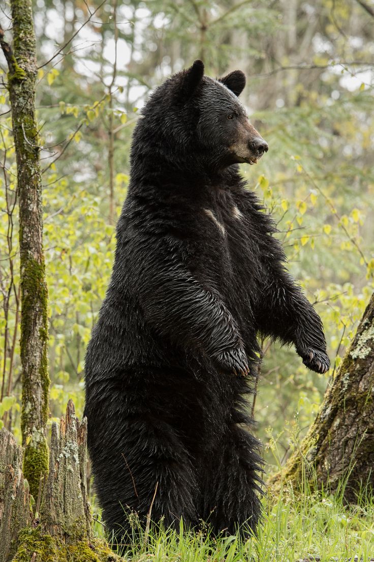 a large black bear standing on its hind legs in the woods with trees and grass