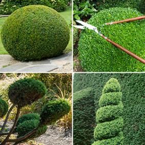 four different types of bushes and trees in various stages of being trimmed with shears