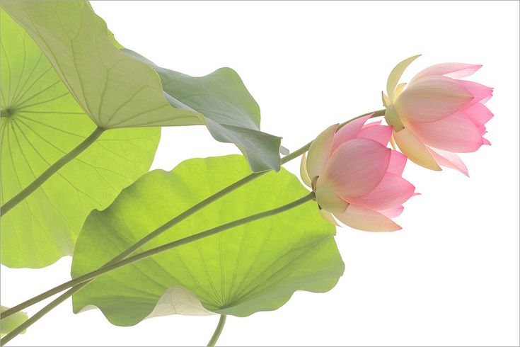 two pink lotus flowers and green leaves against a white background