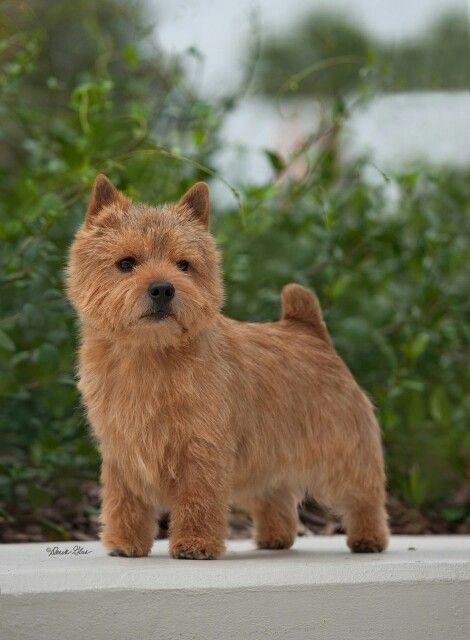 a small brown dog standing on top of a cement slab in front of bushes and trees