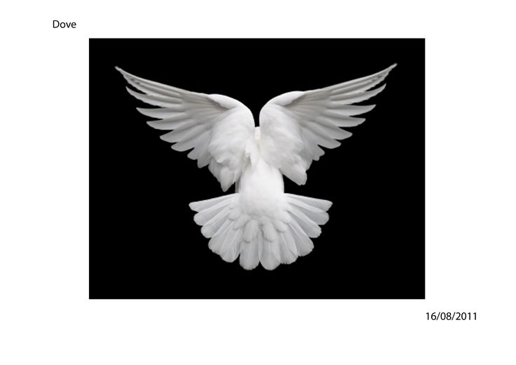 a white bird flying through the air with its wings spread