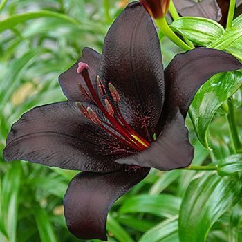 a black flower with red stamens and green leaves