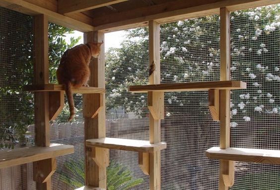 a cat sitting on top of a wooden shelf in a room filled with shelves and windows