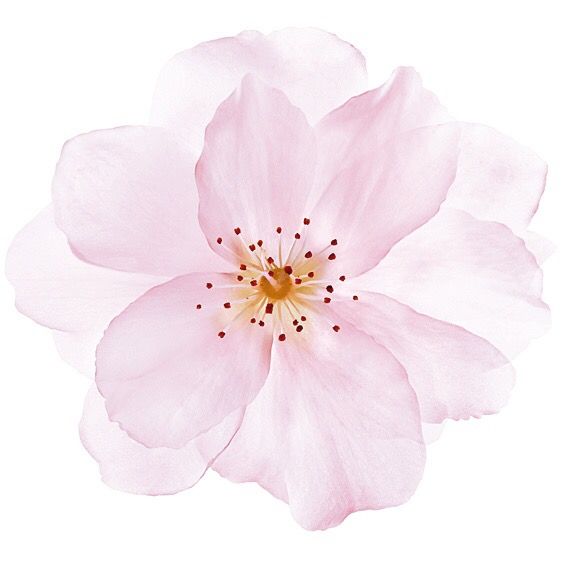 a single pink flower on a white background