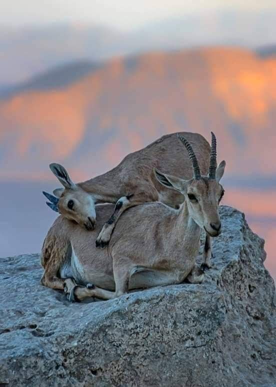 two goats sitting on top of a large rock