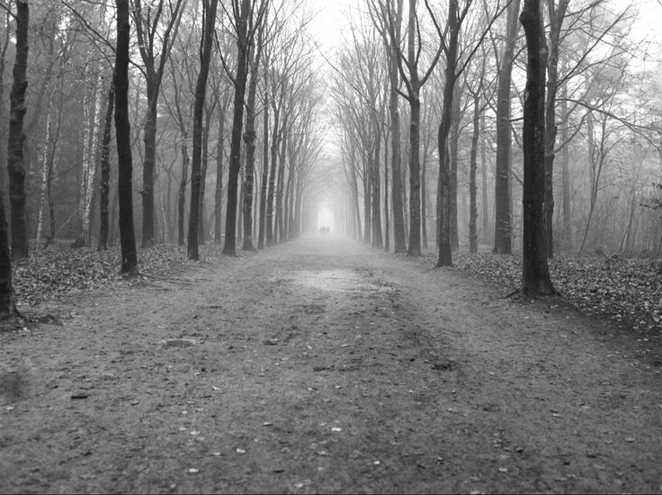 a black and white photo of a dirt road in the woods with trees on both sides