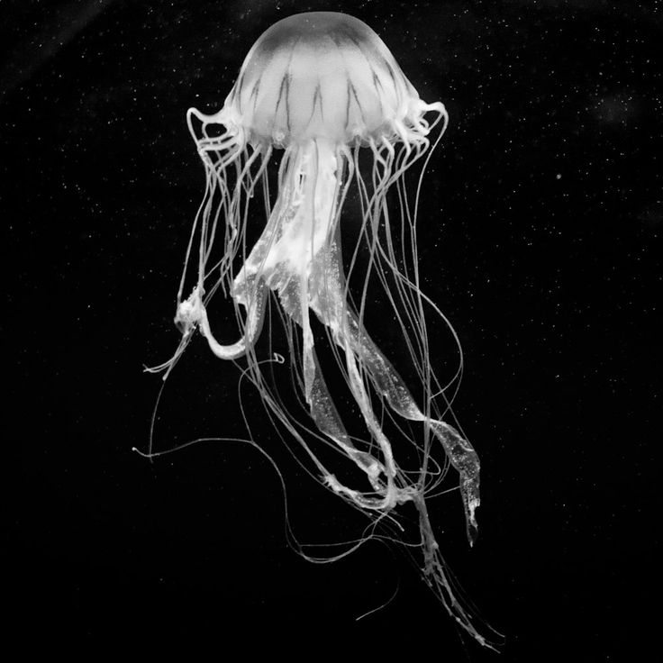 a black and white photo of a jellyfish