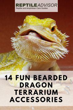 an image of a bearded dragon with the caption reptileadvisor on it