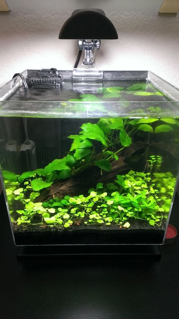 an aquarium filled with green plants on top of a black table next to a light