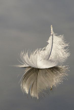 a feather floating in the air with a quote above it that reads, the fate of a feeder let themselves drift by the wind of peace, to find the true love in destroy