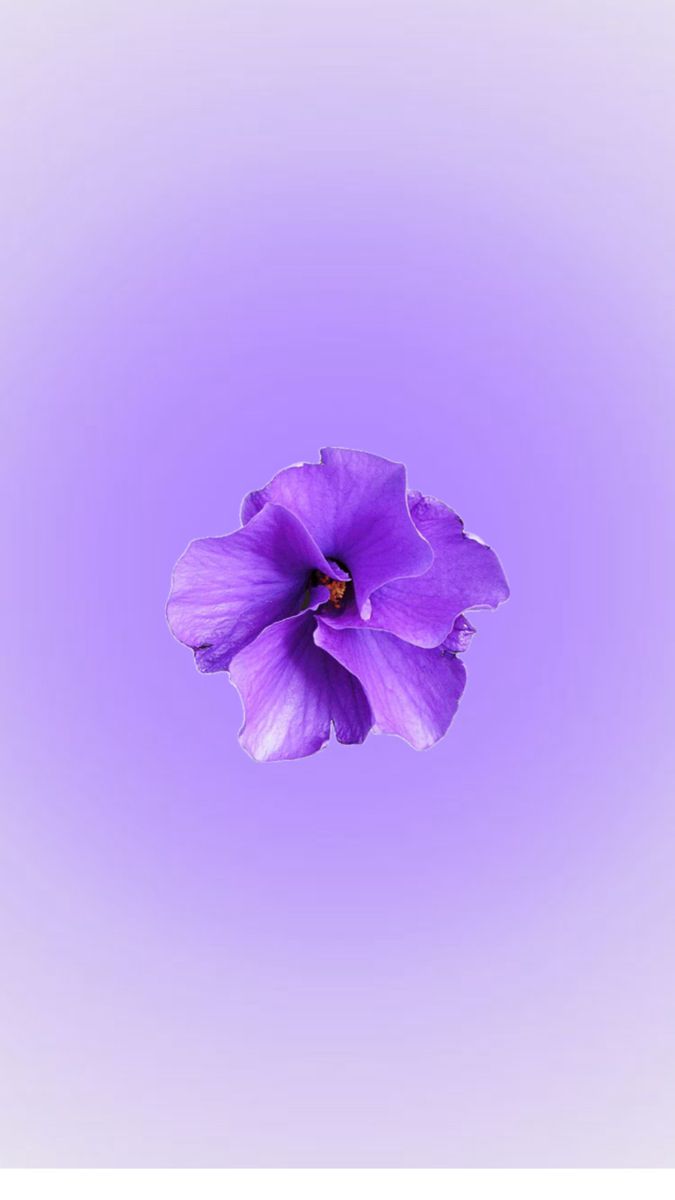 a single purple flower is in the air