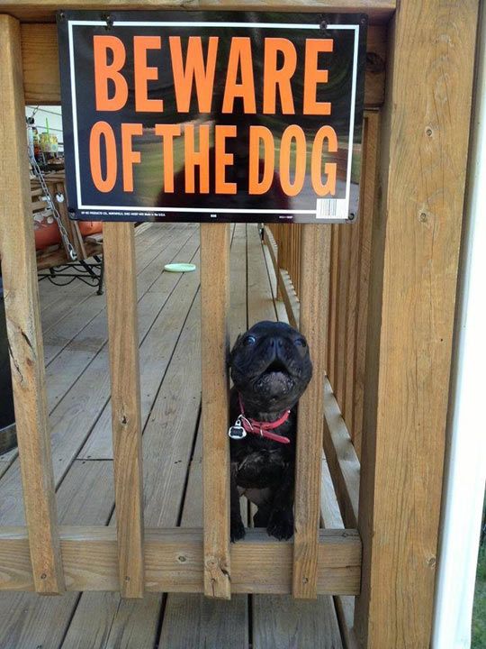 a small black dog sitting on top of a wooden fence next to a sign that says beware of the dog