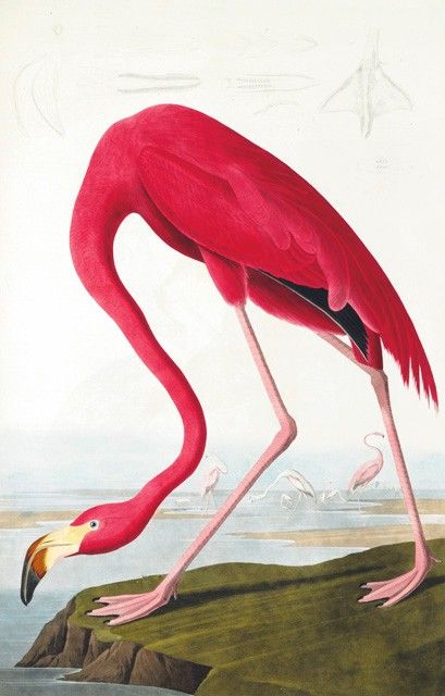 a pink flamingo standing on top of a rock next to the ocean and other birds