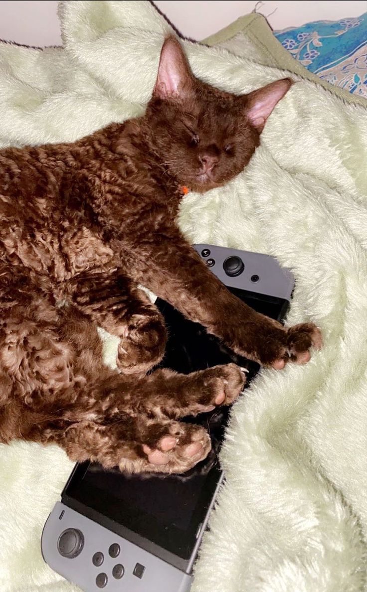 a brown cat laying on top of a remote control next to a white blanket with an orange tag in it's ear