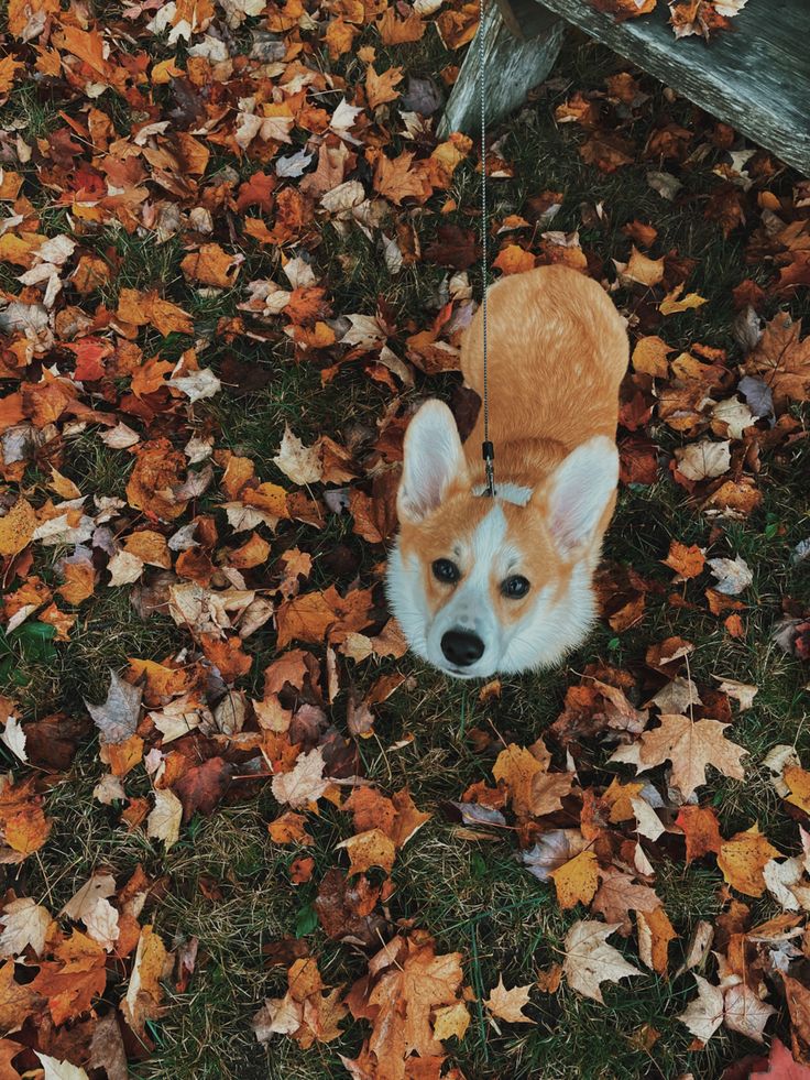 a small dog is tied to a leash on the ground with leaves around him and looking up at the camera