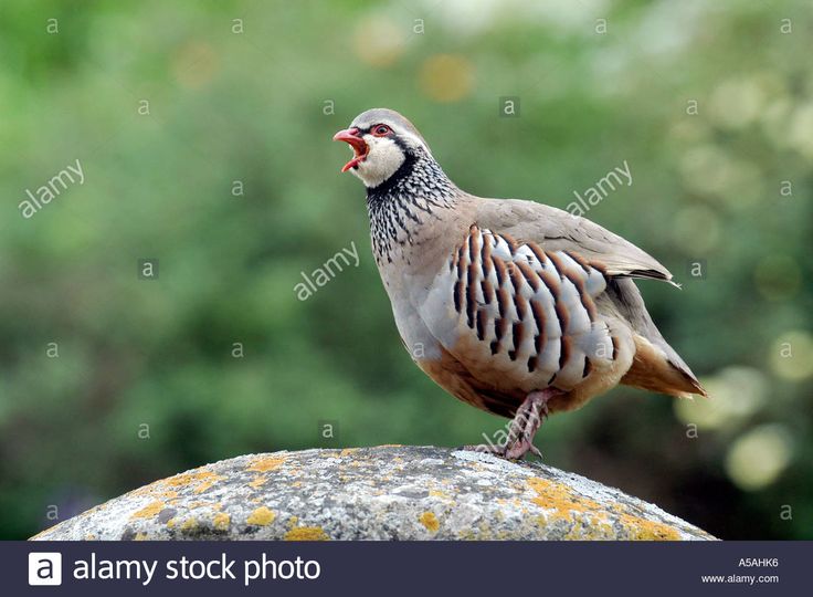 a bird sitting on top of a rock with its mouth open and tongue out - stock image