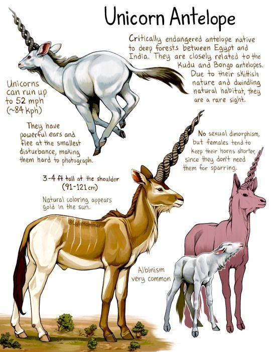 unicorns and an antelope are depicted in this diagram, which shows the differences between them