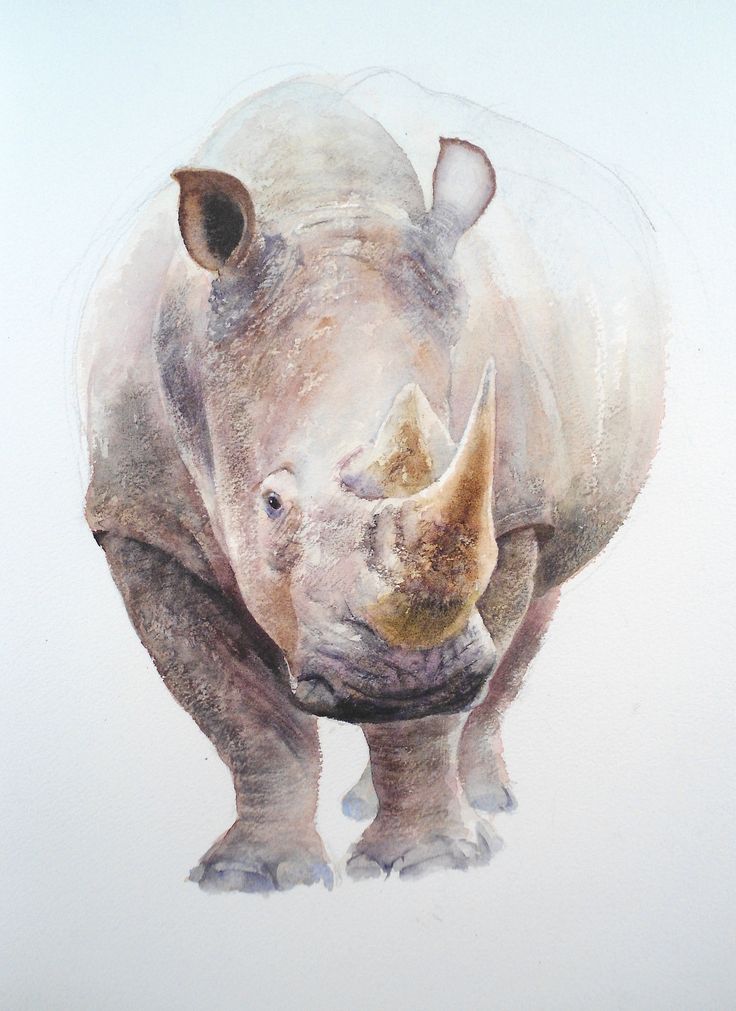 a drawing of a rhinoceros standing in front of a white wall and looking at the camera