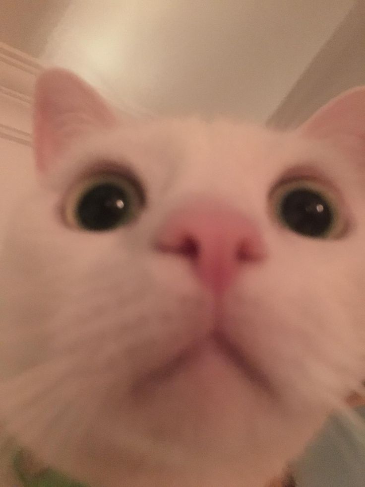 a white cat looking at the camera with an odd look on it's face