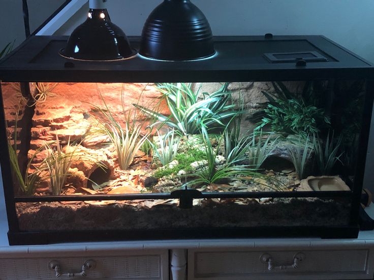 a fish tank sitting on top of a dresser next to a lamp and some plants