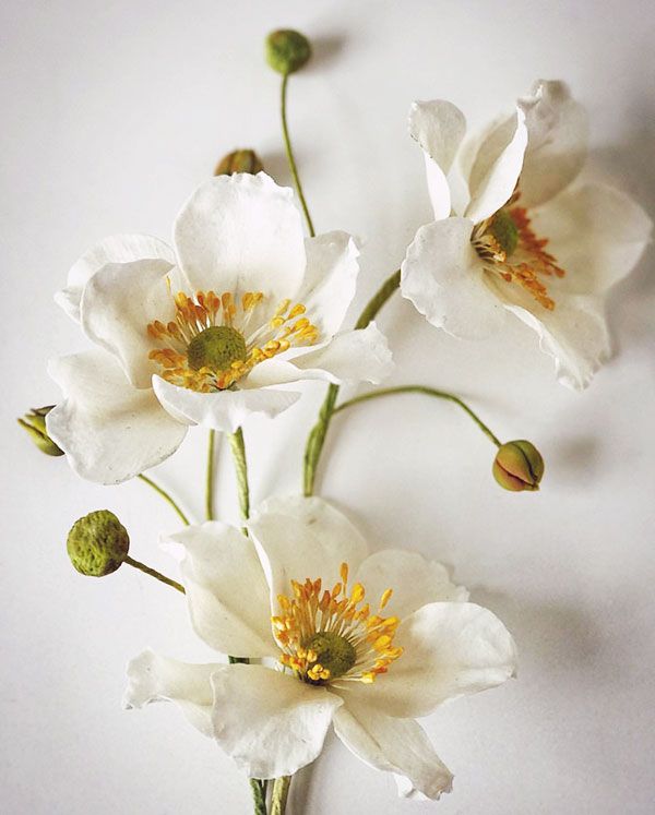 three white flowers with yellow stamens on a white background