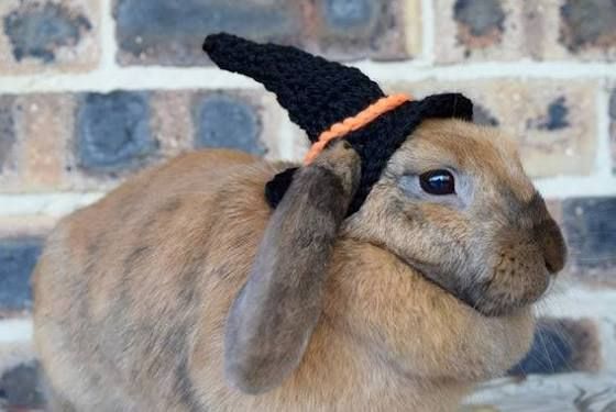 a brown rabbit wearing a black knitted hat with an orange string on it's head