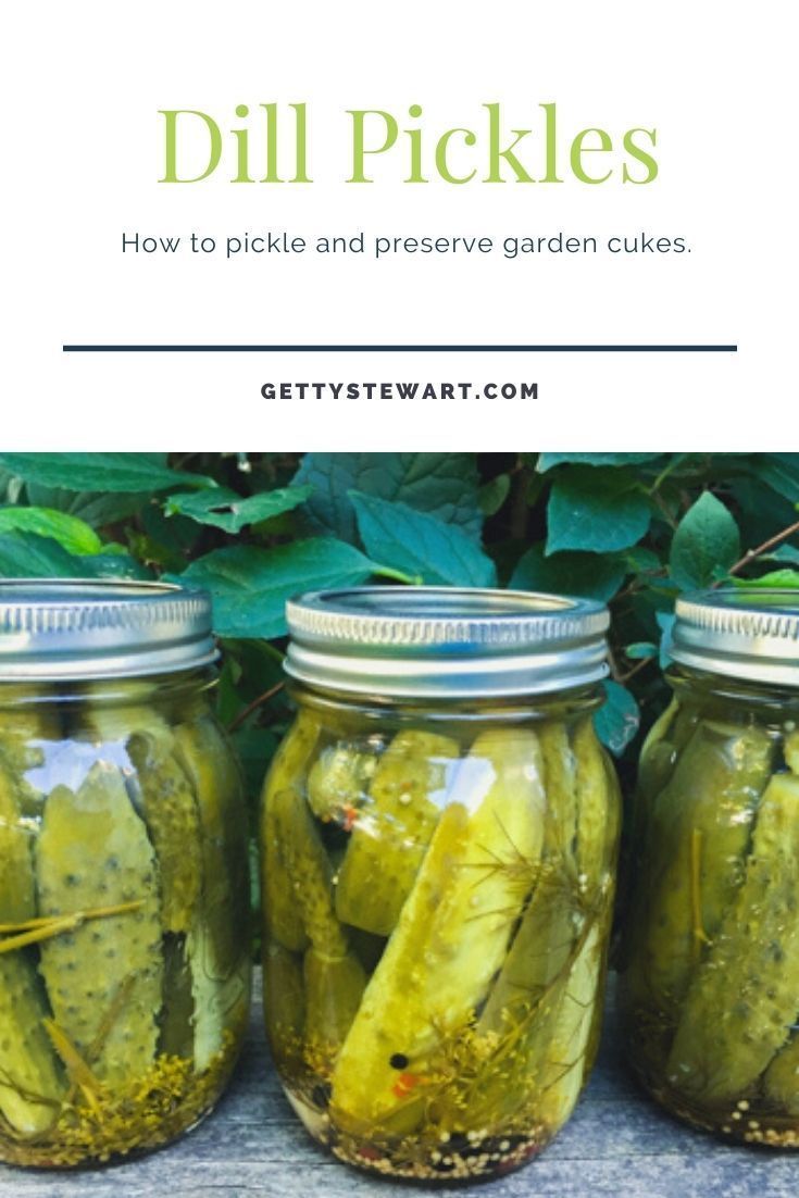 pickles in jars with text overlay that reads dill pickles how to pick and preserve garden cukes