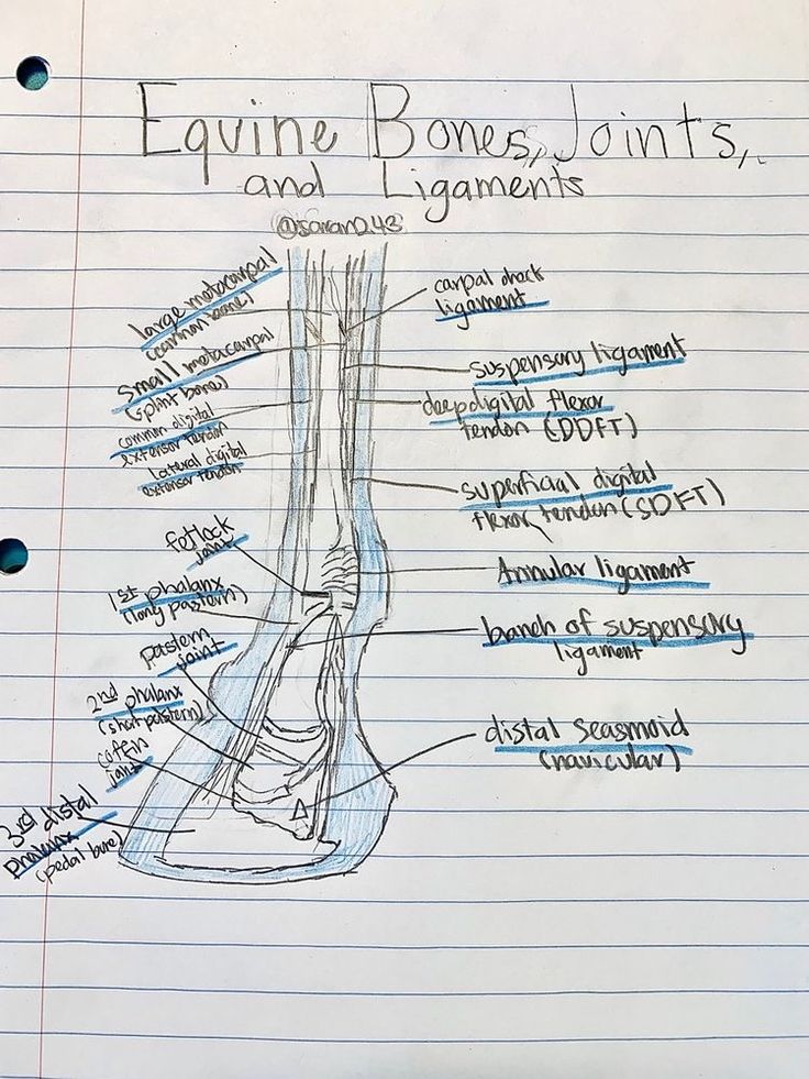 a hand drawn diagram of the bones and their names on lined notebook paper with writing