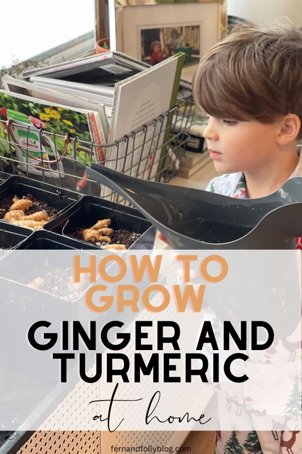 a young boy standing in front of a table filled with food and text that reads how to grow ginger and turmric flore