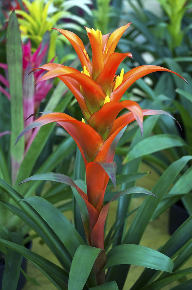 an orange and yellow bird of paradise plant in the middle of many other plants with green leaves