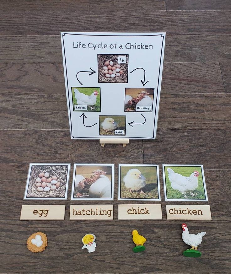 the game life cycle of a chicken is shown with chickens and eggs on it's board