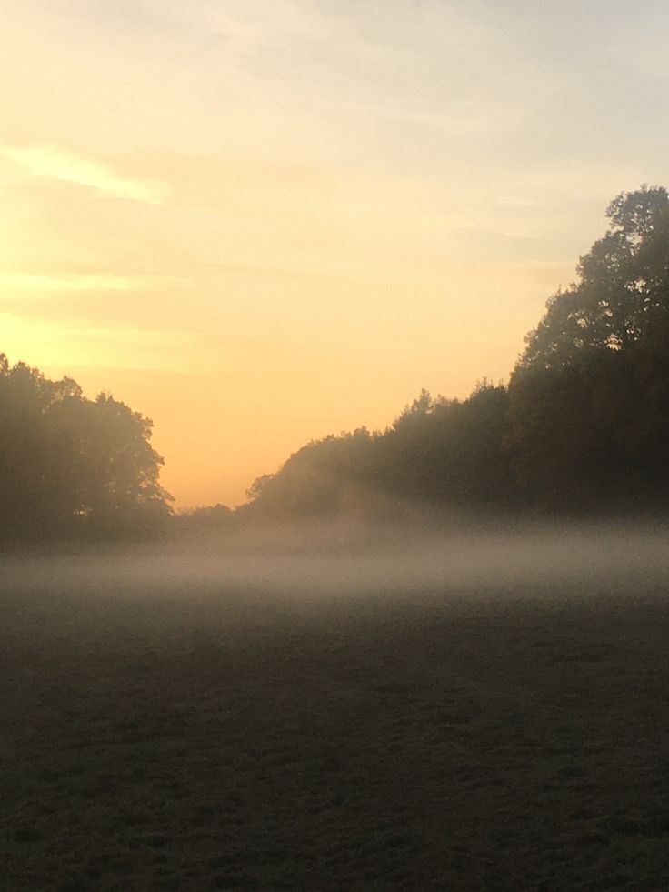 a horse standing in the middle of a field on a foggy day with trees in the background