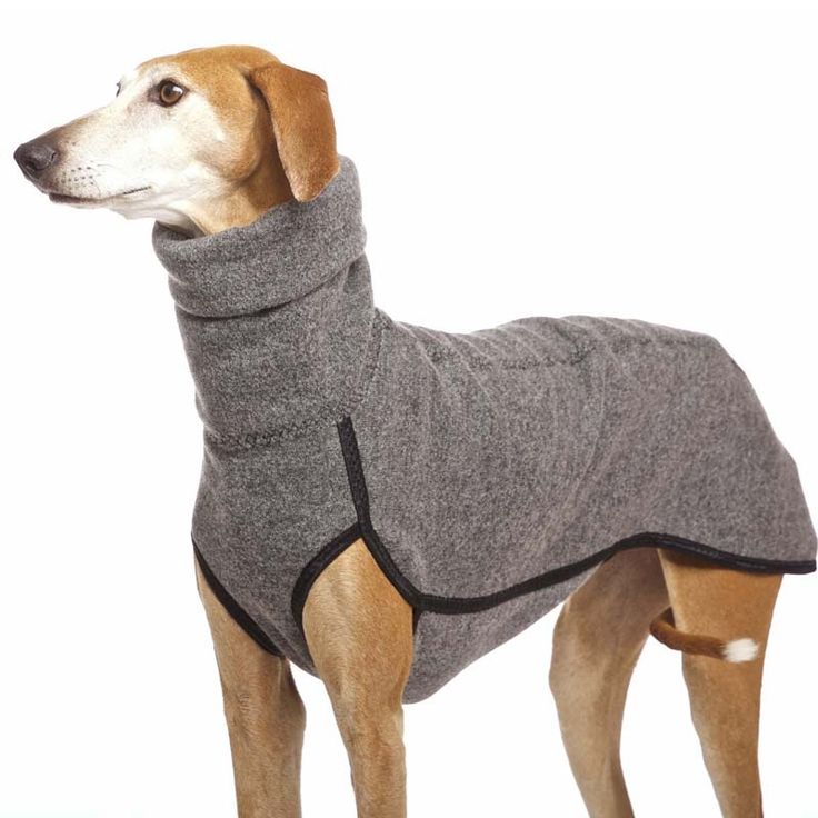 a brown dog wearing a gray coat