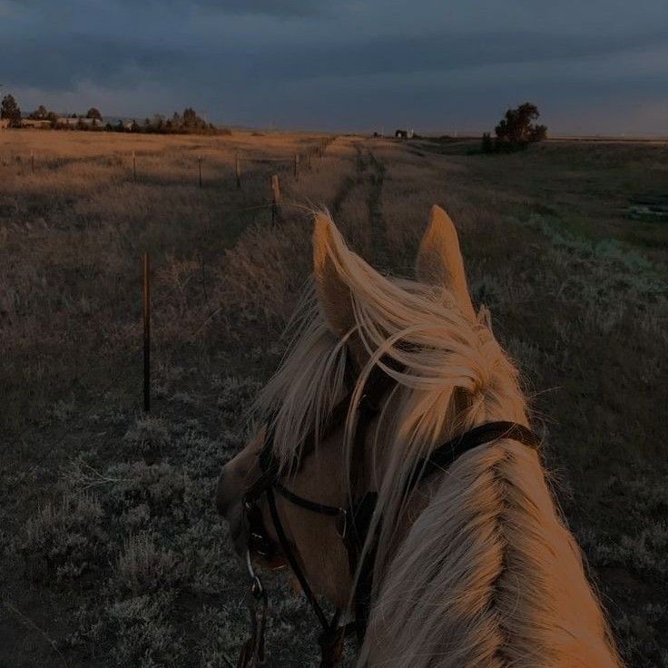 a brown horse standing on top of a lush green field