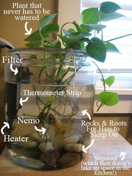 a glass jar filled with rocks and plants