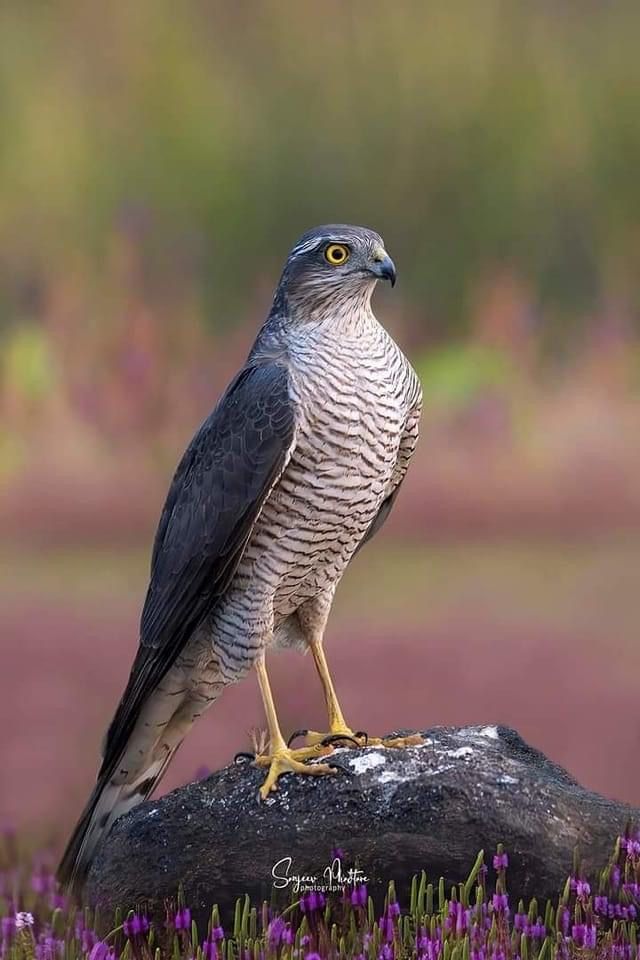 a bird sitting on top of a rock near purple flowers