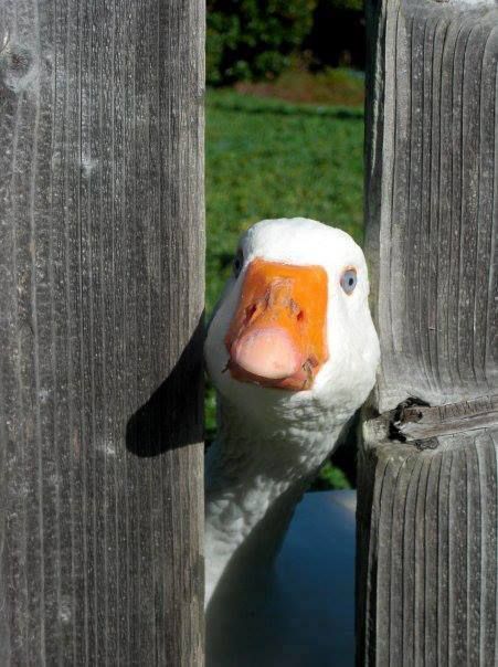 a goose peeking through a wooden fence with a quote from chogan tringpa