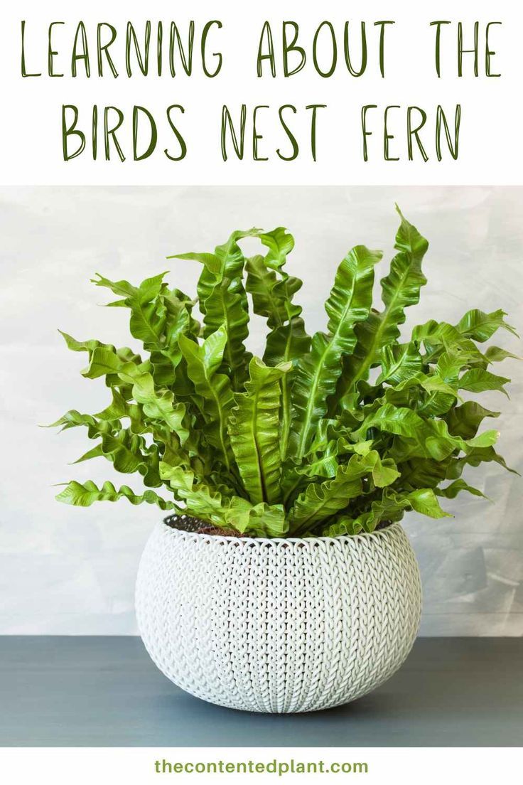 Learning about the birds nest fern-pin image Bird Nest Fern Indoor, Inside Gardening, Birds Nest Fern, Asplenium Nidus, Garden Ferns, Indoor Ferns, Bird's Nest Fern, Japanese Bird, Inside Garden