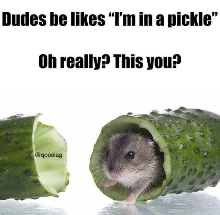 a hamster in a cucumber with the caption, dudes be like i'm in a pickle oh really? this you?