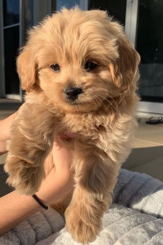 a small brown dog standing on top of a person's arm