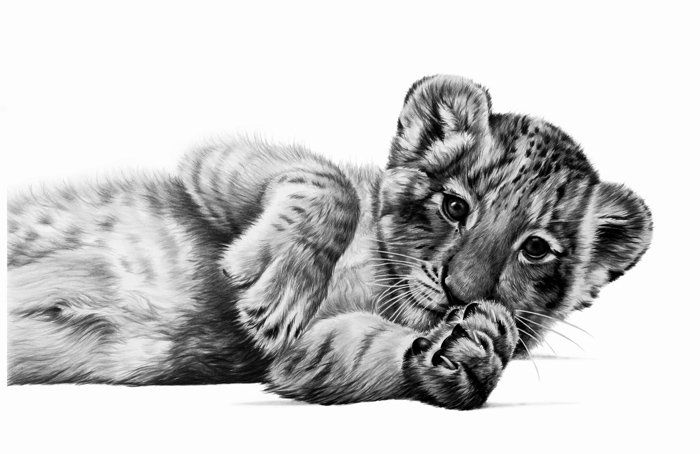 a pencil drawing of a baby tiger laying down