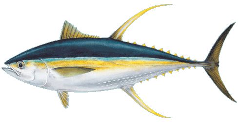 a drawing of a fish with yellow and blue stripes on it's body, swimming in the water